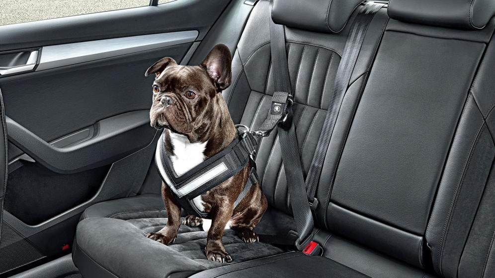 Accesorios para coches con mascotas - Soluciones para viajar con tu amigo peludo